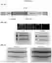 Fig. 61 - FULLY-HUMAN POST-TRANSLATIONALLY MODIFIED ANTIBODY THERAPEUTICS