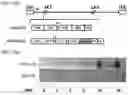 Fig. 02 - Replicative oncolytic adenovirus for regulating lipid metabolism and use thereof