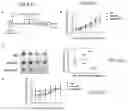 Fig. 05 - Replicative oncolytic adenovirus for regulating lipid metabolism and use thereof