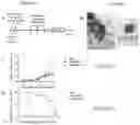 Fig. 06 - Replicative oncolytic adenovirus for regulating lipid metabolism and use thereof