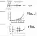 Fig. 07 - Replicative oncolytic adenovirus for regulating lipid metabolism and use thereof