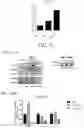 Fig. 11 - Replicative oncolytic adenovirus for regulating lipid metabolism and use thereof