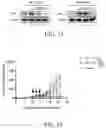Fig. 12 - Replicative oncolytic adenovirus for regulating lipid metabolism and use thereof