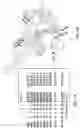Fig. 02 - Nucleic acid-guided nucleases