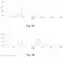 Fig. 05 - Genes and proteins for aromatic polyketide synthesis