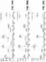 Fig. 46 - METABOLIC ENGINEERING OF NON-PATHOGENIC ESCHERICHIA COLI STRAINS FOR THE CONTROLLED PRODUCTION OF LOW MOLECULAR WEIGHT HEPAROSAN AND SIZE-SPECIFIC HEPAROSAN OLIGOSACCHARIDES