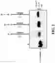 Fig. 03 - METHOD AND KIT FOR REGENERATING REUSABLE INITIATORS FOR NUCLEIC ACID SYNTHESIS