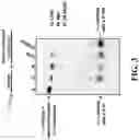 Fig. 04 - METHOD AND KIT FOR REGENERATING REUSABLE INITIATORS FOR NUCLEIC ACID SYNTHESIS