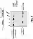 Fig. 07 - METHOD AND KIT FOR REGENERATING REUSABLE INITIATORS FOR NUCLEIC ACID SYNTHESIS