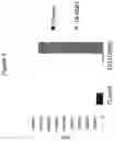 Fig. 04 - PRODUCTION OF STEVIOL GLYCOSIDES IN RECOMBINANT HOSTS