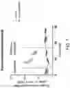 Fig. 02 - MITOCHONDRIAL RESPIROMETRY IN FROZEN SPECIMENS