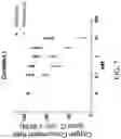 Fig. 08 - MITOCHONDRIAL RESPIROMETRY IN FROZEN SPECIMENS