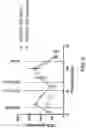 Fig. 10 - MITOCHONDRIAL RESPIROMETRY IN FROZEN SPECIMENS
