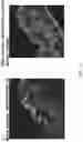 Fig. 06 - METHODS AND COMPOSITIONS FOR ANALYTE DETECTION