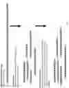 Fig. 02 - QUANTIFICATION OF NGS DNA BY ADAPTER SEQUENCE