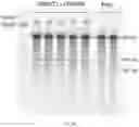 Fig. 266 - Crispr enzymes and systems