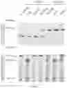 Fig. 291 - Crispr enzymes and systems