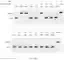 Fig. 301 - Crispr enzymes and systems