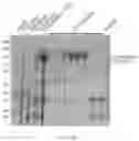 Fig. 309 - Crispr enzymes and systems