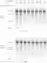 Fig. 328 - Crispr enzymes and systems