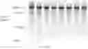 Fig. 329 - Crispr enzymes and systems