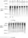Fig. 330 - Crispr enzymes and systems