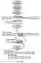 Fig. 10 - Analysis of multiple analytes using a single assay