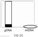 Fig. 04 - Methods and means for preparing a library for sequencing