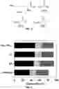 Fig. 04 - USE OF A PLURALITY OF SALT IONIC LIQUIDS IN THE PRETREATMENT OF BIOMASS