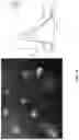 Fig. 29 - ENGINEERED OPIOID BIOSENSORS