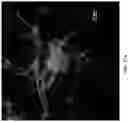 Fig. 48 - ENGINEERED OPIOID BIOSENSORS