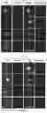 Fig. 03 - POLYPEPTIDE MAGNETIC NANOPARTICLE, PREPARATION METHOD THEREFOR AND USE THEREOF