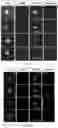 Fig. 08 - POLYPEPTIDE MAGNETIC NANOPARTICLE, PREPARATION METHOD THEREFOR AND USE THEREOF