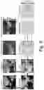 Fig. 12 - Image processing apparatus, image processing method, and program