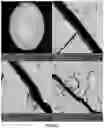 Fig. 32 - Experimental set up for studying temperature gradient driven cracking