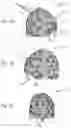 Fig. 02 - System for obtaining useful data for analysis of body morphometry and associated method