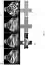 Fig. 04 - Learning 2D texture mapping in volumetric neural rendering