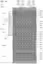 Fig. 35 - Semiconductor memory device