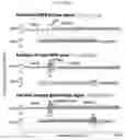 Fig. 12 - COMPREHENSIVE DETECTION OF SINGLE CELL GENETIC STRUCTURAL VARIATIONS