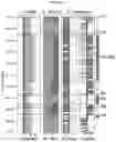 Fig. 19 - COMPREHENSIVE DETECTION OF SINGLE CELL GENETIC STRUCTURAL VARIATIONS