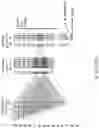 Fig. 29 - METHOD AND SYSTEMS FOR PREDICTION OF HLA CLASS II-SPECIFIC EPITOPES AND CHARACTERIZATION OF CD4+ T CELLS