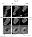 Fig. 05 - Large Dzyaloshinskii-Moriya Interaction and Perpendicular Magnetic Anisotrophy Induced by Chemisorbed Species on Ferromagnets
