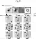 Fig. 09 - Large Dzyaloshinskii-Moriya Interaction and Perpendicular Magnetic Anisotrophy Induced by Chemisorbed Species on Ferromagnets