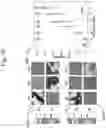 Fig. 11 - Large Dzyaloshinskii-Moriya Interaction and Perpendicular Magnetic Anisotrophy Induced by Chemisorbed Species on Ferromagnets