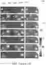 Fig. 30 - Large Dzyaloshinskii-Moriya Interaction and Perpendicular Magnetic Anisotrophy Induced by Chemisorbed Species on Ferromagnets