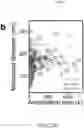 Fig. 47 - Large Dzyaloshinskii-Moriya Interaction and Perpendicular Magnetic Anisotrophy Induced by Chemisorbed Species on Ferromagnets