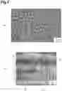 Fig. 05 - Sample support, method for producing sample support, ionization method and mass spectrometry method
