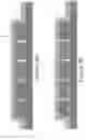 Fig. 05 - Directly bonded structures without intervening adhesive and methods for forming the same