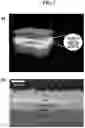 Fig. 06 - Perovskite optoelectronic devices and method for manufacturing same