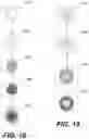 Fig. 10 - Scaffolding matrix with internal nanoparticles